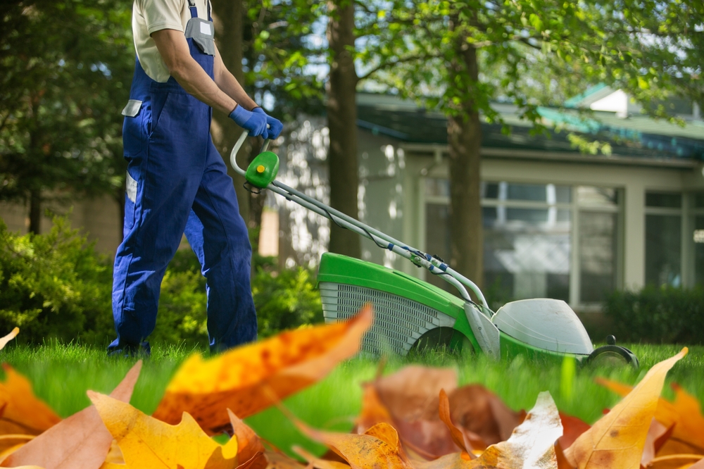 Fall Tree Care Services