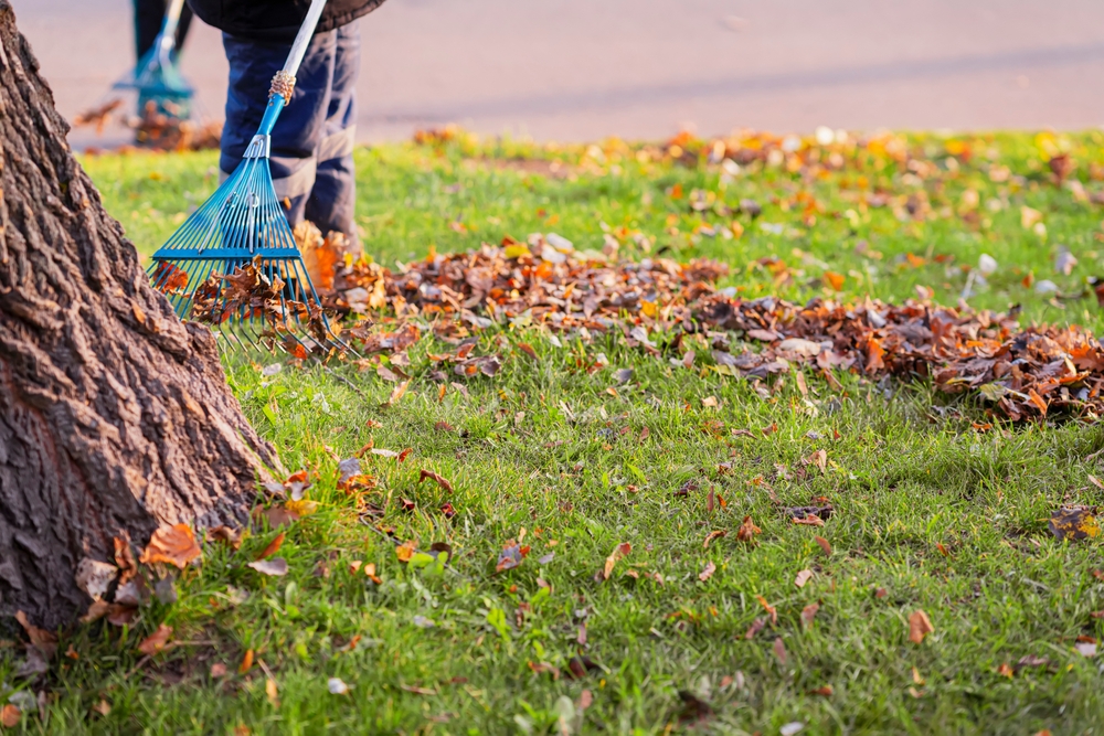 Tree Disposal Cleanup