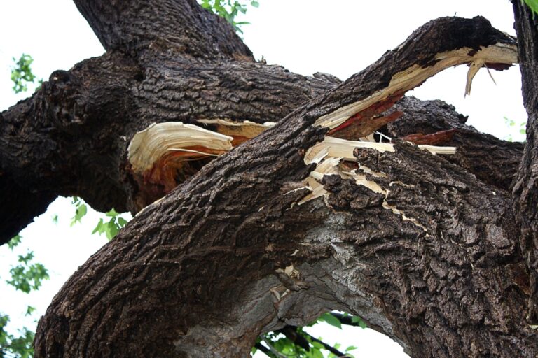 Read more about the article When to Call for Emergency Tree Removal in Richmond VA