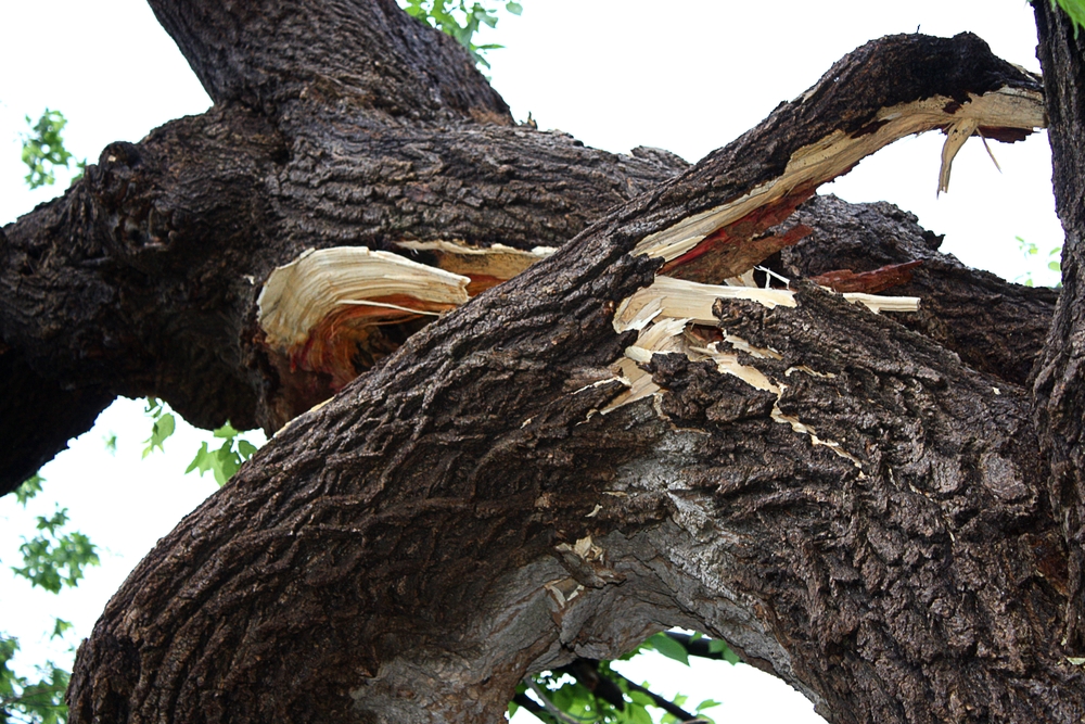 dangers of tree removal