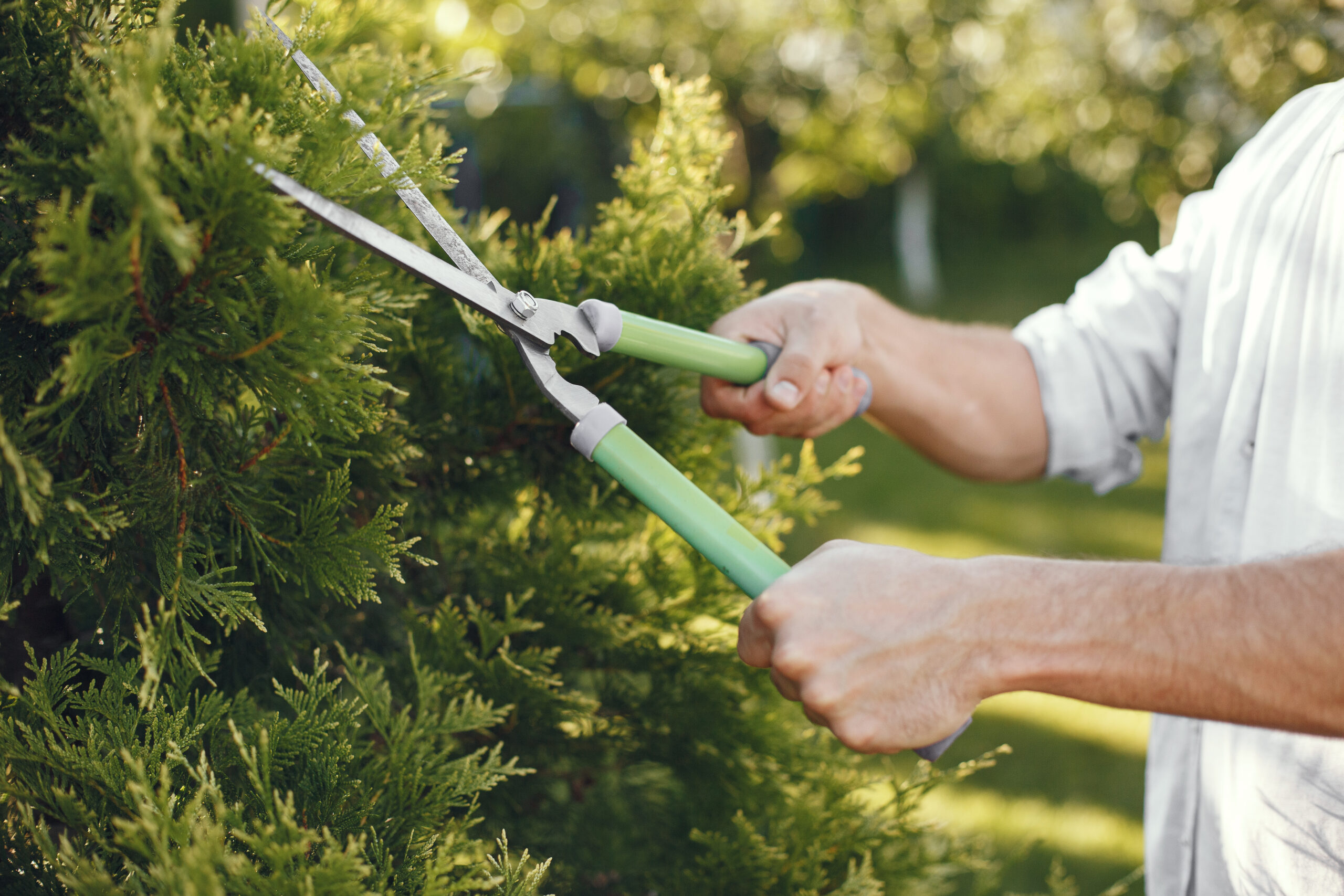 Tree Trimming Service