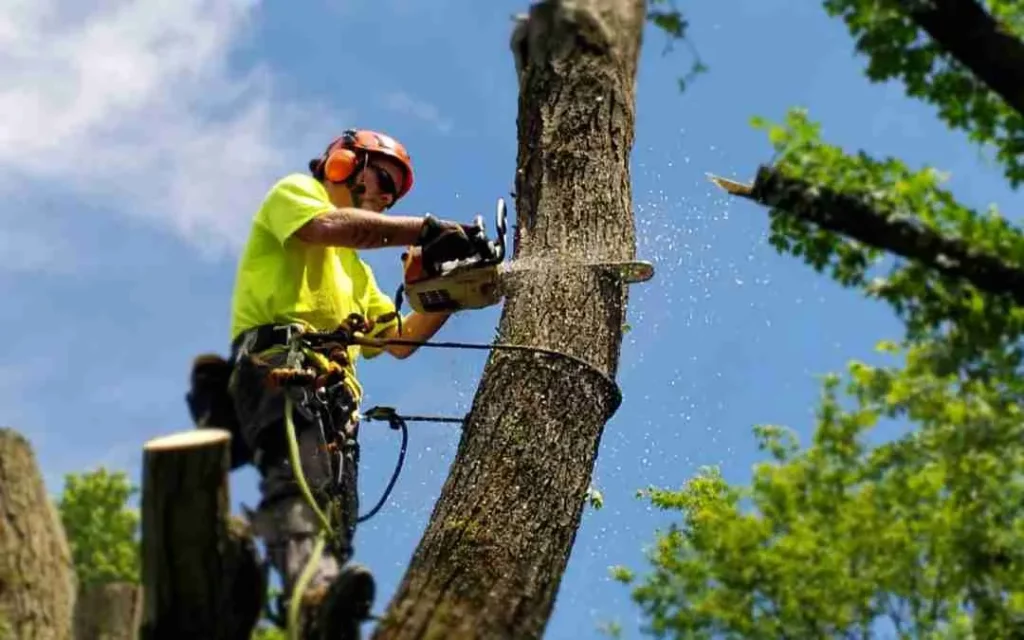 Professional Tree Removal