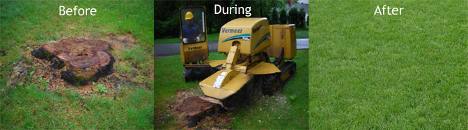 Read more about the article Tree Services