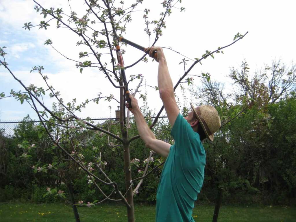 You are currently viewing Seasonal Tree Care: What Richmond Residents Need to Know