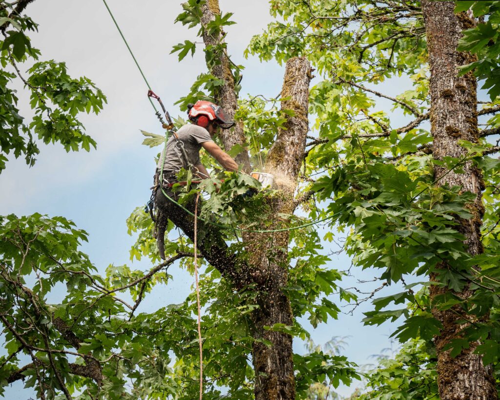 Tree Service