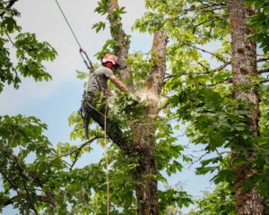 Read more about the article 24/7 Emergency Tree Service Near Me Richmond VA