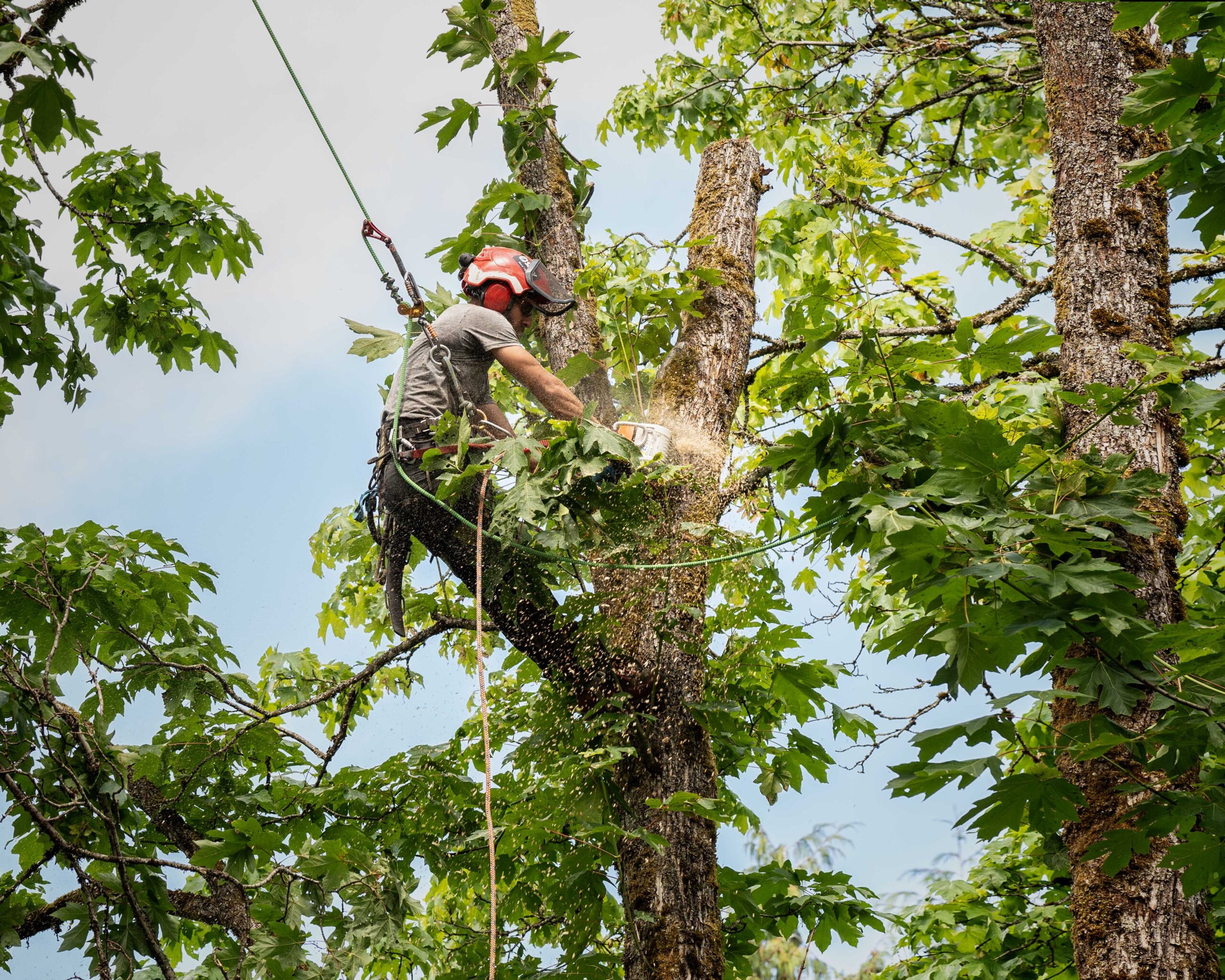 You are currently viewing The Ultimate Guide to Tree Services in Richmond, VA
