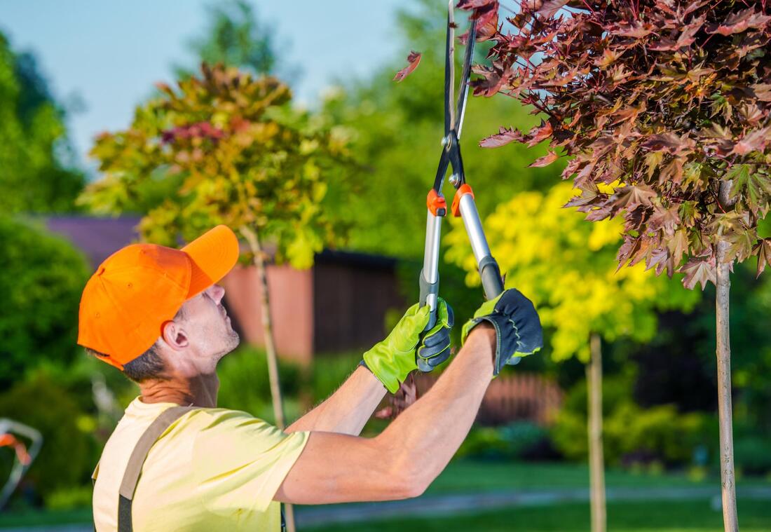 Read more about the article Reliable Tree Service Near Me Richmond VA