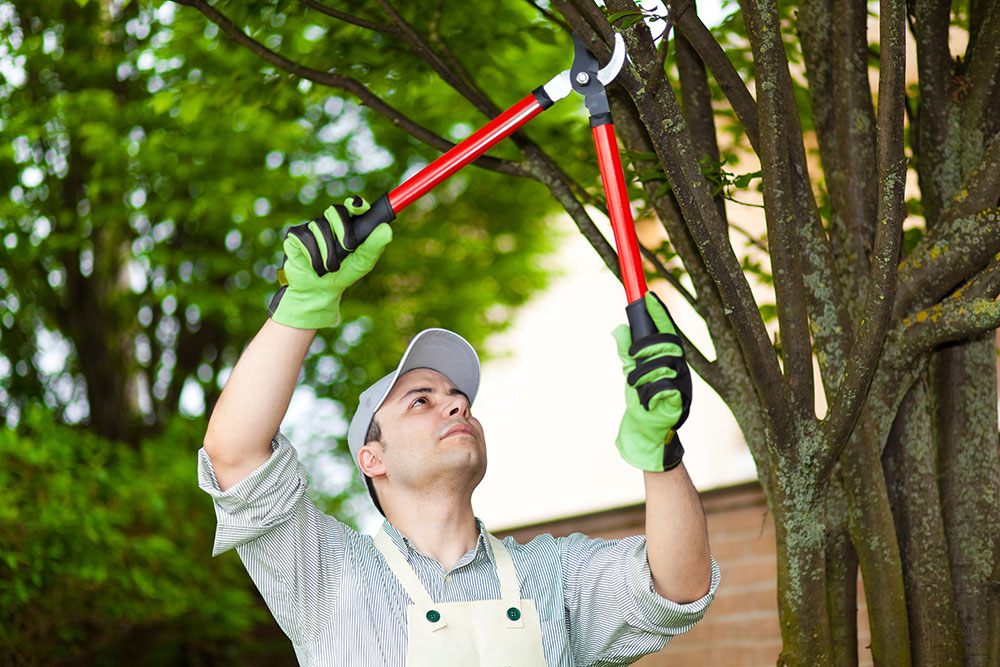 Tree Trimming & pruning