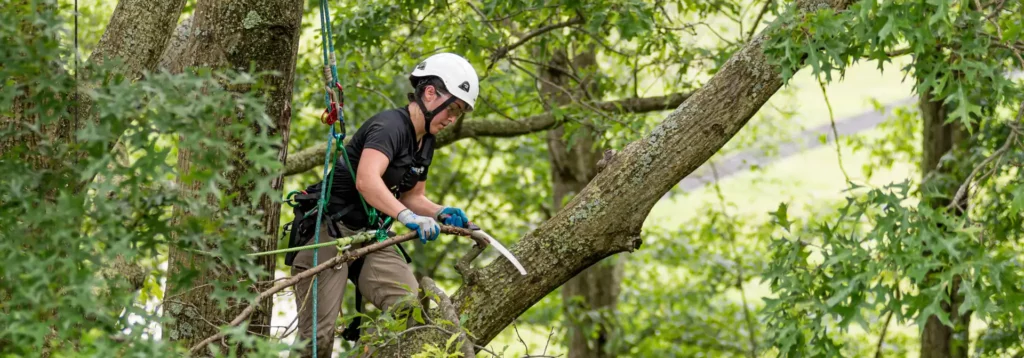 A man trimming tree in Richmond VA