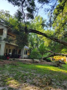 Read more about the article What to Do in Case of a Tree Emergency