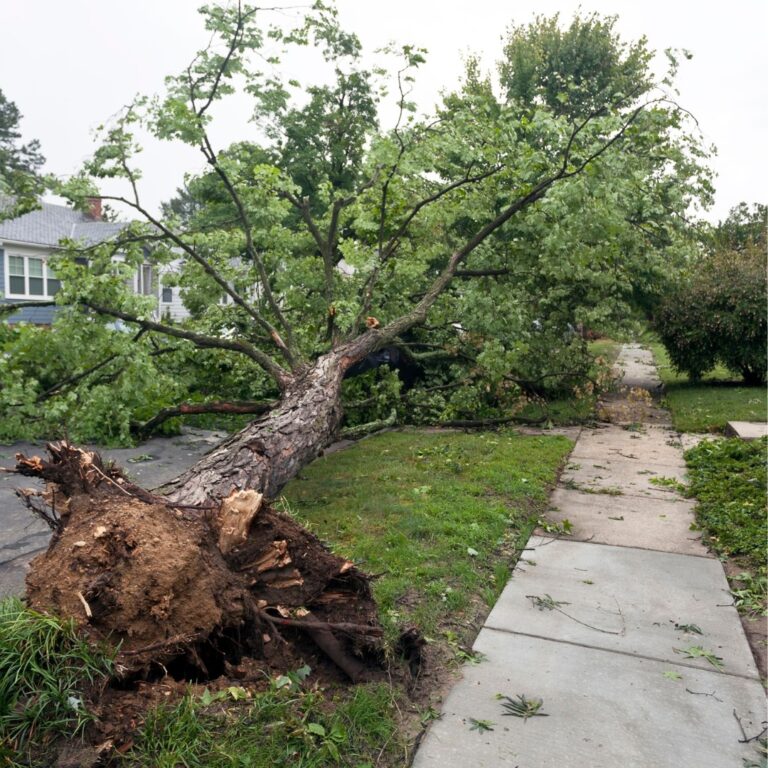 Read more about the article What to Do if You Have a Fallen Tree After a Storm