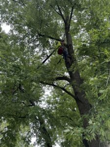 Read more about the article Tree Health and Maintenance in Richmond, VA