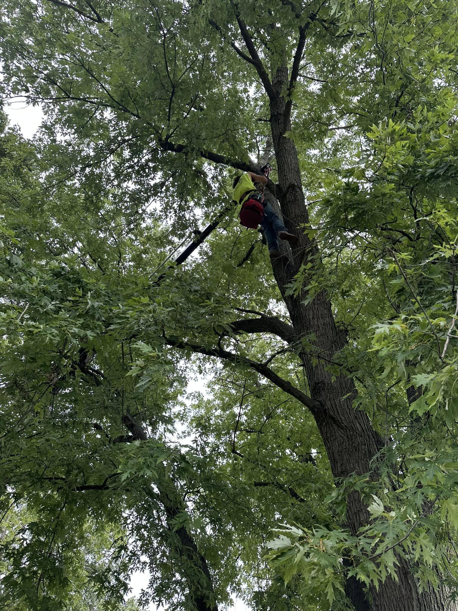 You are currently viewing Tree Health and Maintenance in Richmond, VA