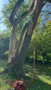 Read more about the article The Basics of Tree Care and Maintenance in Richmond, VA