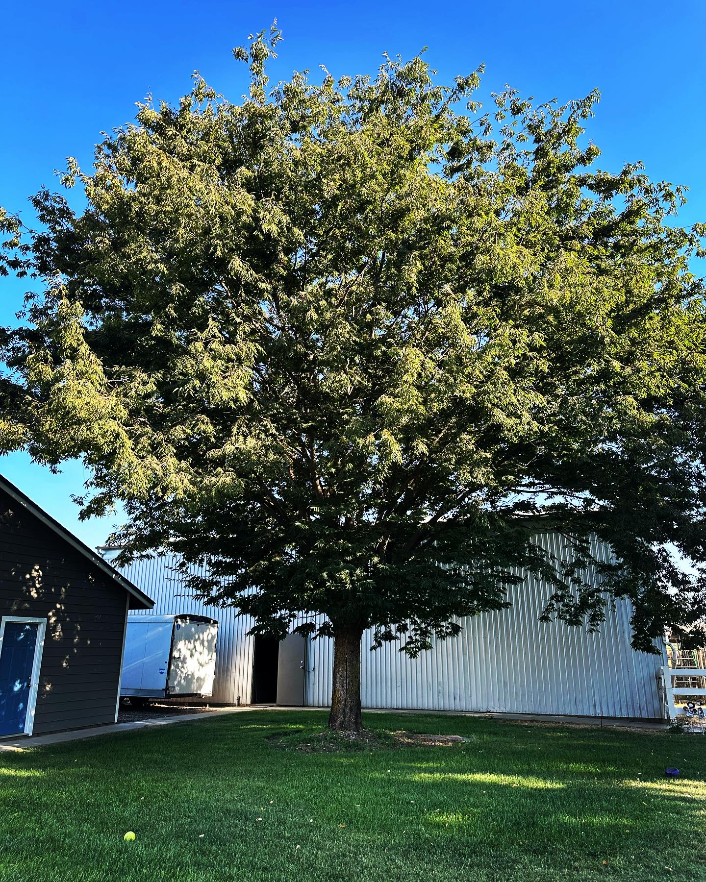 Signs Your Tree Need Trimming