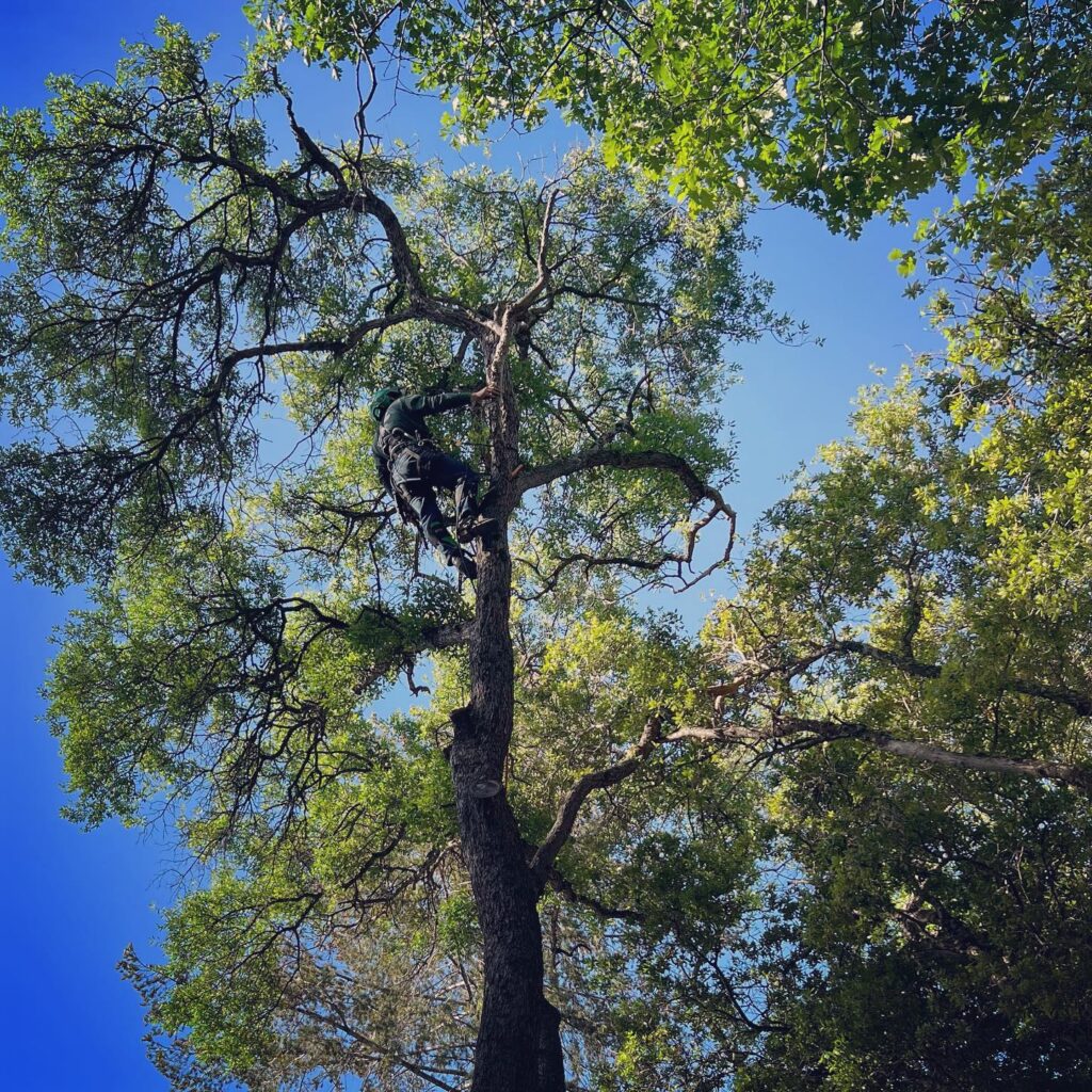 Tree Service Manassas Park VA​