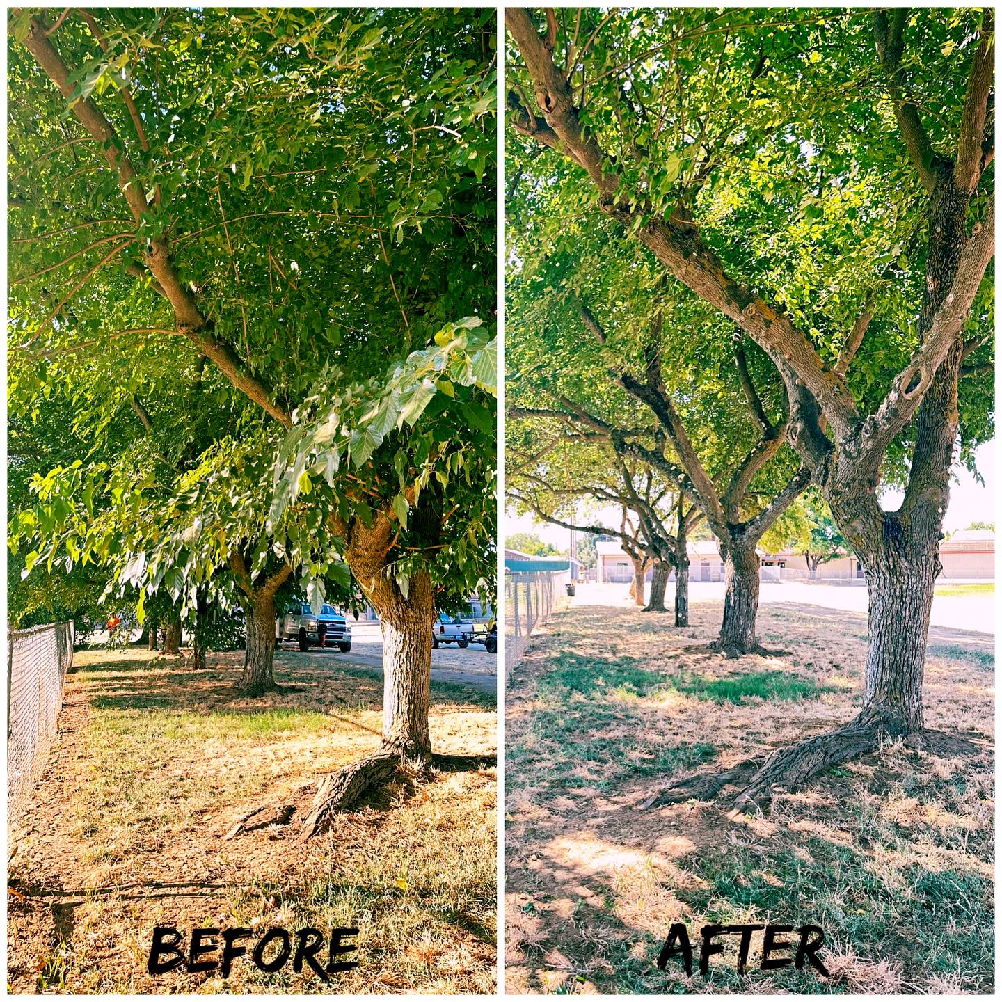 Read more about the article The Essential Tree Care Services Available in Richmond, VA