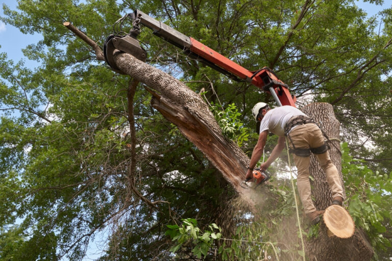 Read more about the article Tree Removal Services in Suffolk VA