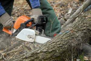 Read more about the article Tree Removal Near Me Clifton Forge VA