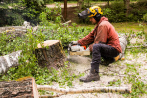 Read more about the article The Process of Stump Grinding and Removal