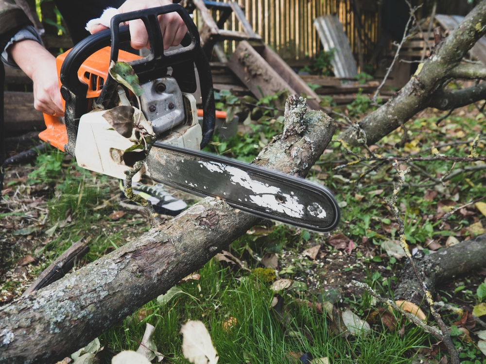 Professional Tree Removal Services