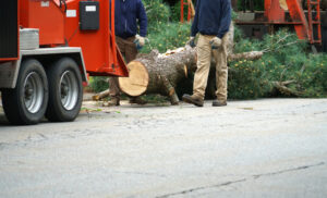 Read more about the article Tree Removal Near Me Colonial Heights VA