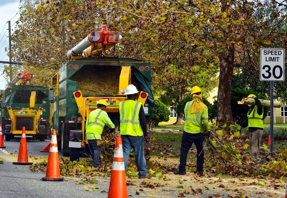 Read more about the article Tree Removal Near Me Charlottesville VA