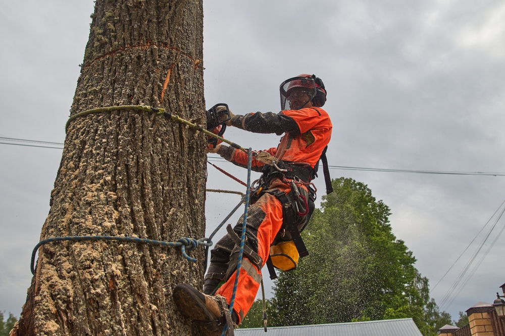 Read more about the article Tree Removal Near Me Chesapeake VA
