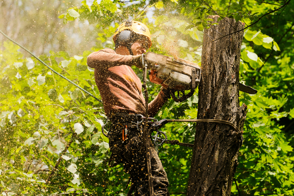 You are currently viewing The Benefits of Professional Tree Removal in Richmond, VA