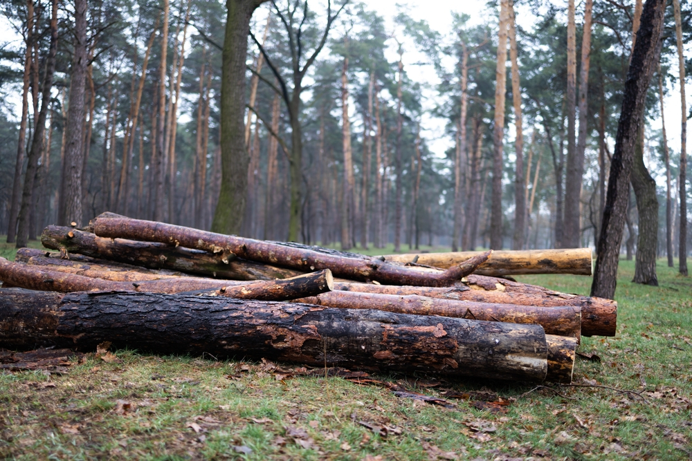 Tree Removal