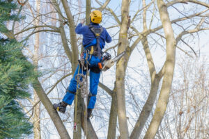 Read more about the article Trimming Can Prevent Storm Damage to Trees and Property