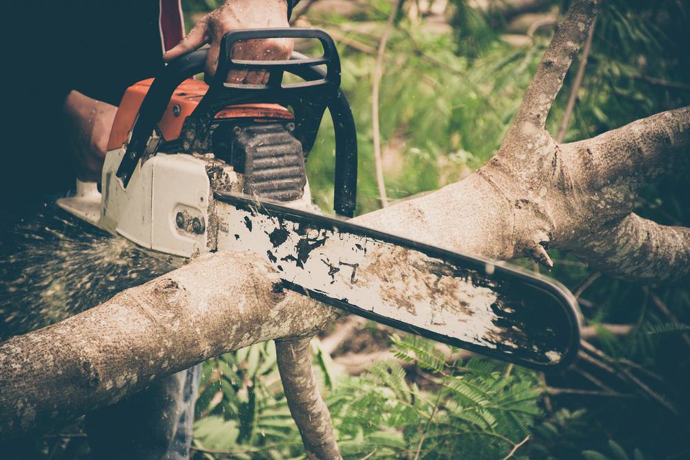 Read more about the article Tree Removal Near Me Buena Vista VA