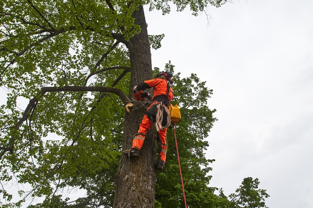 Professional Tree Removal