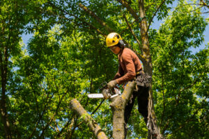 Read more about the article Tree Removal Near Me Bristol VA