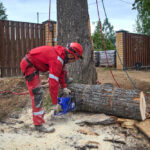 The Benefits of Hiring Professional Tree Removal Services