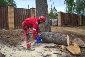 Read more about the article Common Misconceptions About Tree Removal in Richmond, VA