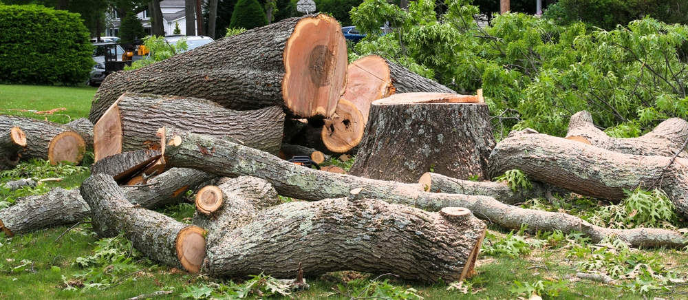 You are currently viewing How Professional Tree Removal Companies Handle Emergencies in Richmond, VA