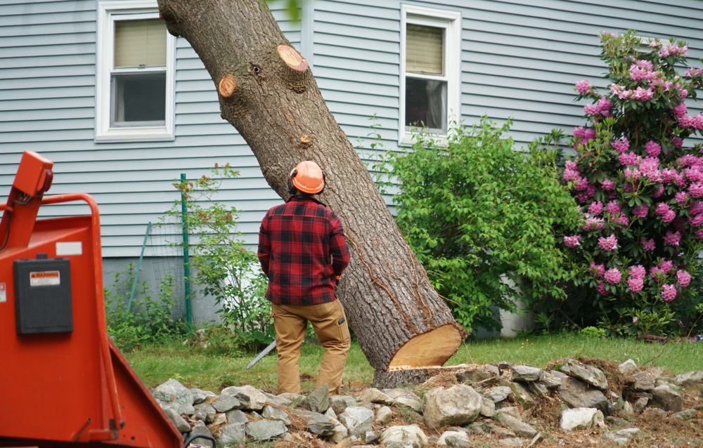 Tree Removal In My Area