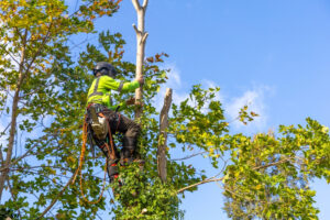 Read more about the article Post-Tree Removal Safety Measures in Richmond VA