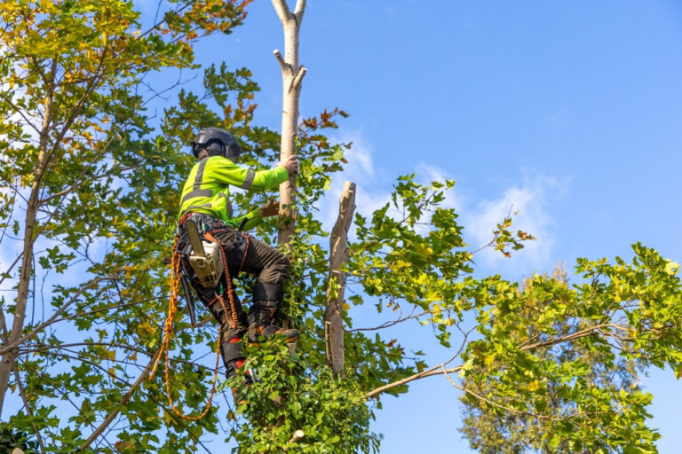 Read more about the article Post-Tree Removal Safety Measures in Richmond VA