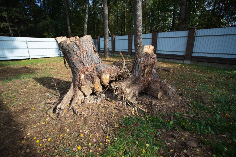 Tree Stump Removal