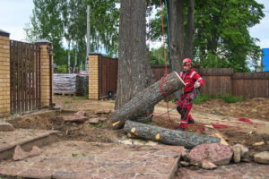 Read more about the article Factors That Affect Tree Removal Cost in Richmond, VA