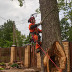 Factors that Affect the Cost of Tree Removal