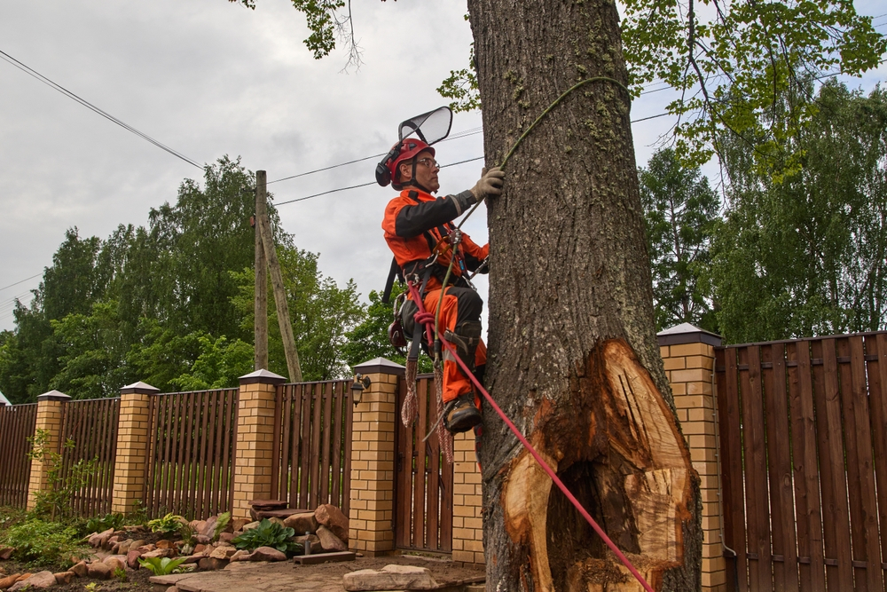 You are currently viewing The Importance of Hiring Insured and Licensed Tree Removal Companies in Richmond, VA