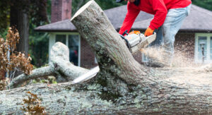 Read more about the article Stump Grinding and Removal Services in Suffolk, VA