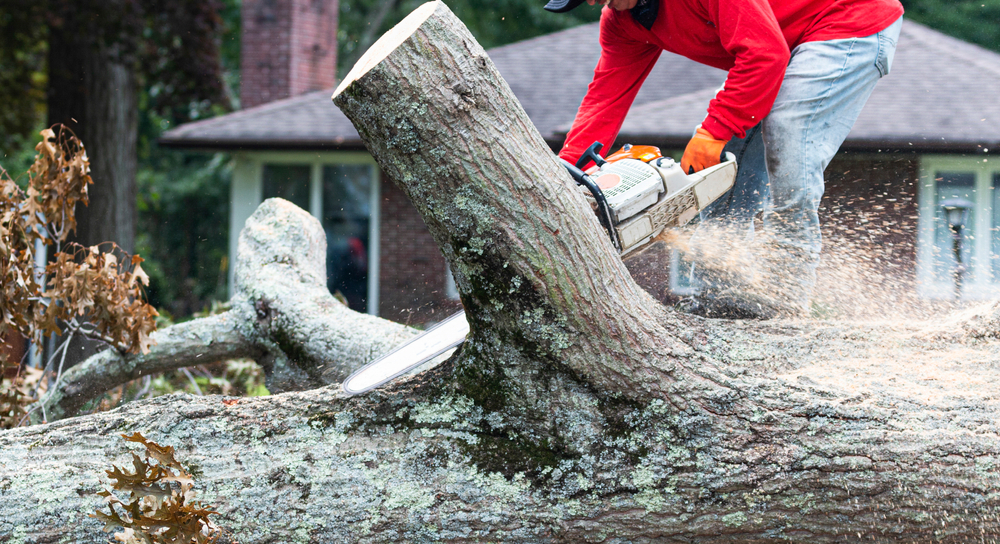 Tree Stump Removal 