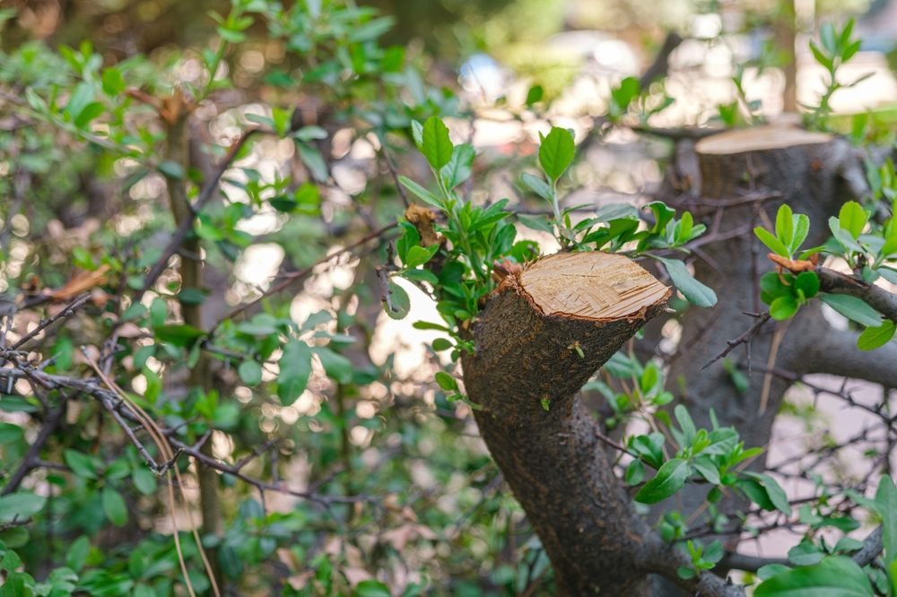 Tree Removal