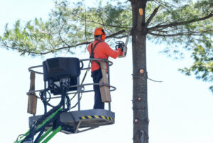 Read more about the article Tree Trimming Regulations