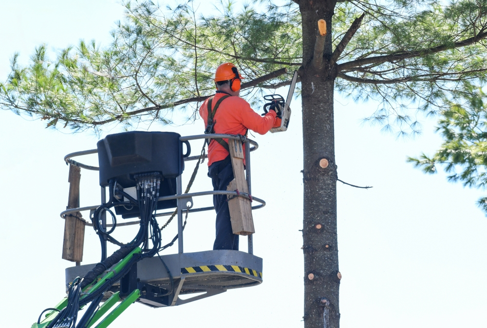 Tree Removal